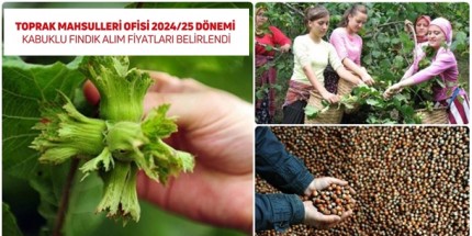 2024 Hasat Dönemi Fındık Alım Fiyatları